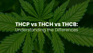 THCP vs THCH vs THCB: Understanding the Differences THCP vs THCH vs THCB: Understanding the Differences